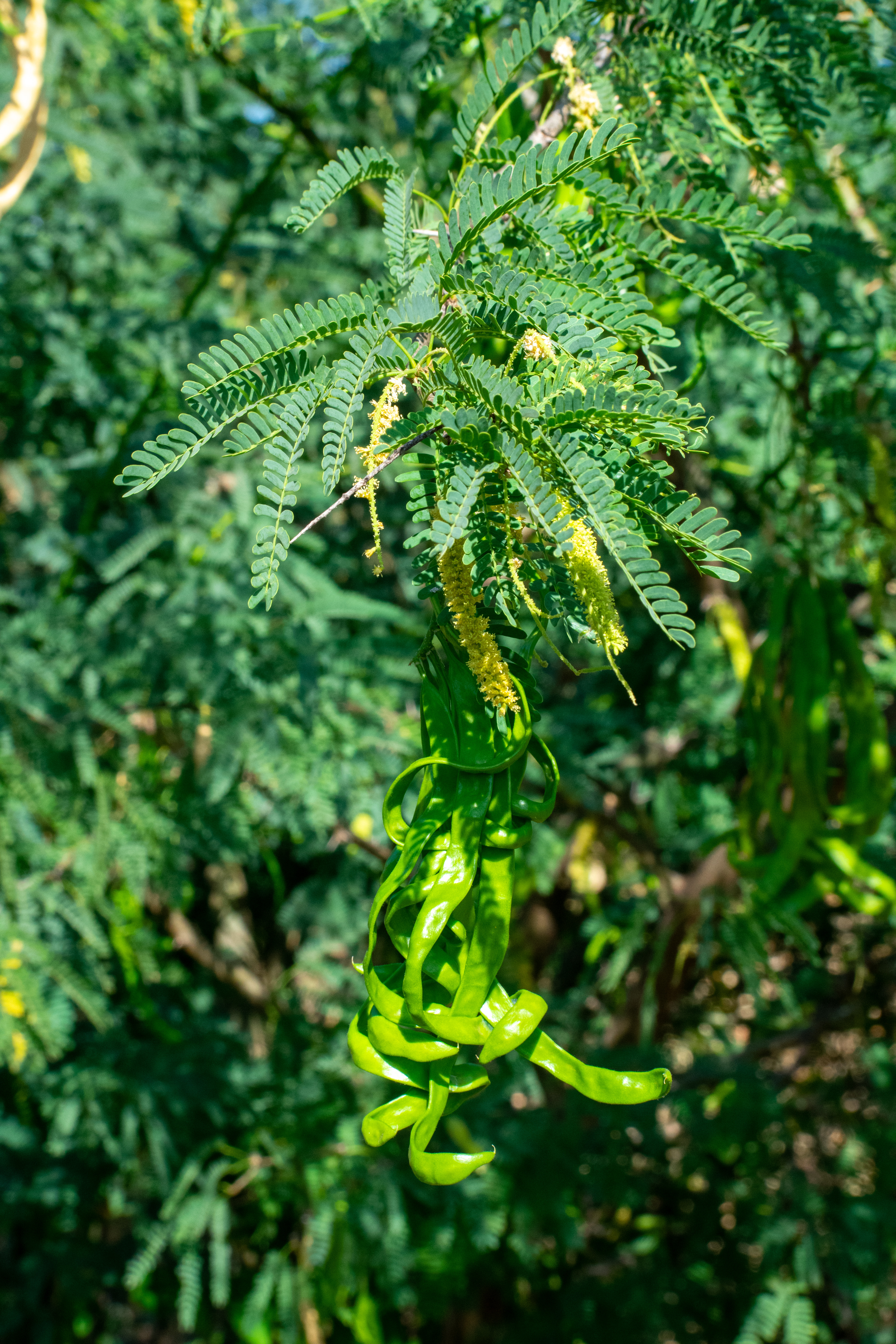 PROSOPIS LEAVES AND PODS PROSOPIS LEAVES AND PODS