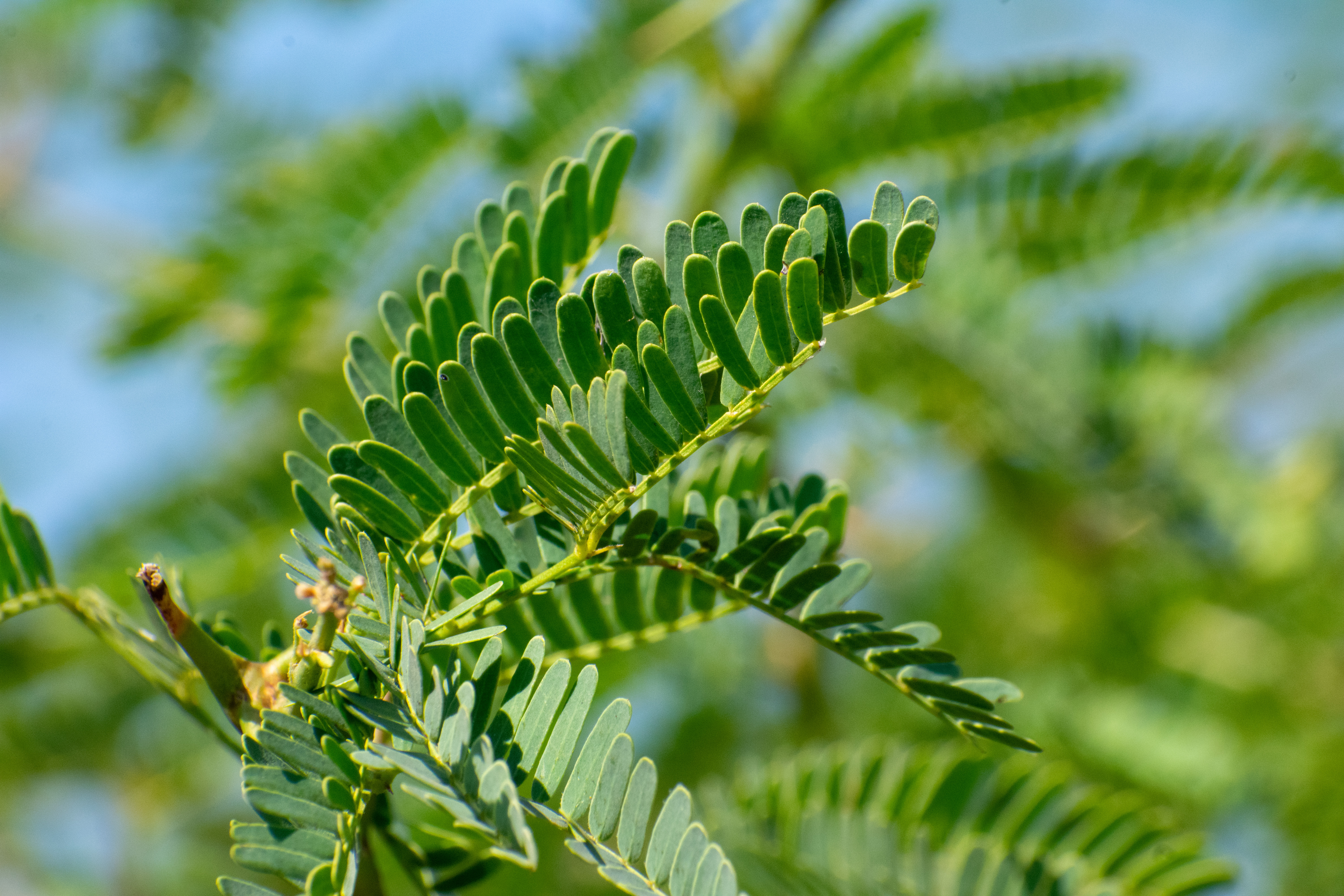 PROSOPIS LEAVES